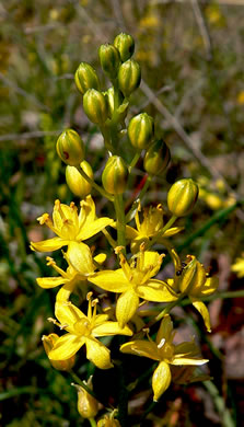 image of Schoenolirion croceum, Yellow Sunnybell