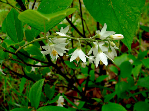 image of Styrax grandifolius, Bigleaf Snowbell, Bigleaf Storax, Large-leaved Storax