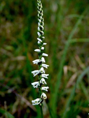 image of Spiranthes lacera var. gracilis, Southern Slender Ladies'-tresses