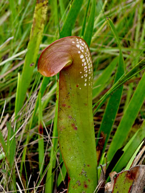 Hooded Pitcherplant