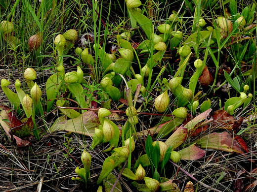 image of Sarracenia psittacina, Parrot Pitcherplant