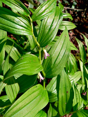 image of Streptopus lanceolatus var. lanceolatus, Rosy Twisted-stalk, Eastern Rose Mandarin, Eastern Twisted-stalk