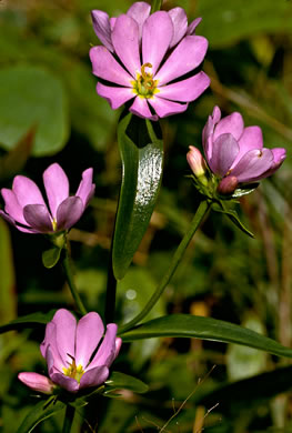 image of Sabatia capitata, Cumberland Rose-gentian, Appalachian Rose-gentian