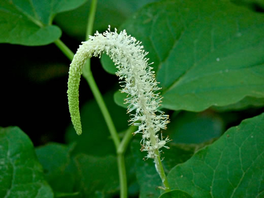 image of Saururus cernuus, Lizard's-tail, Water-dragon