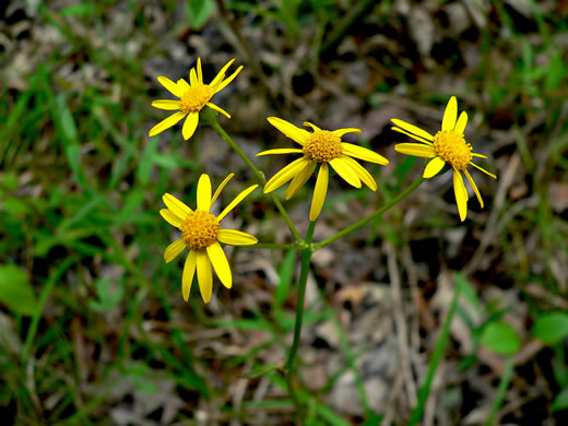 image of Packera paupercula var. paupercula, Balsam Groundsel, Balsam Ragwort, Northern Meadow Groundsel