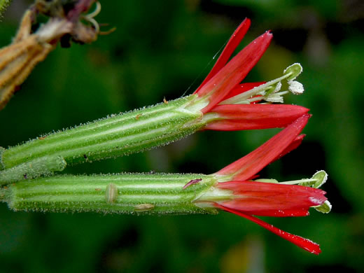 image of Silene regia, Royal Catchfly