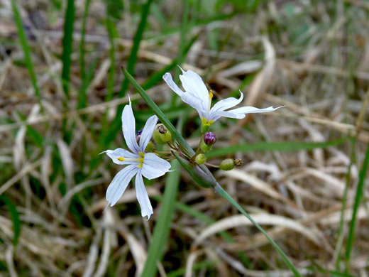 image of Sisyrinchium albidum, Pale Blue-eyed-grass, White Blue-eyed-grass