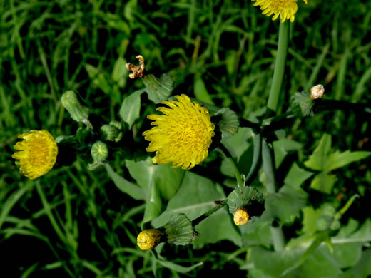 image of Sonchus oleraceus, Annual Sowthistle, Common Sowthistle