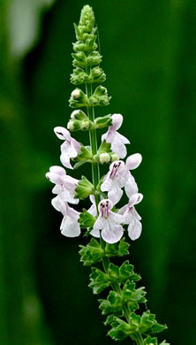 image of Stachys eplingii, Epling's Hedgenettle