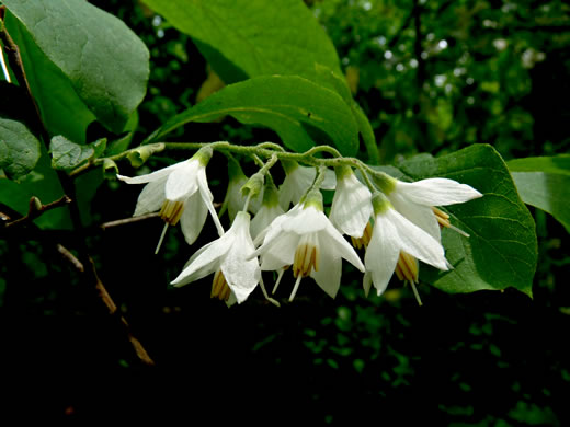 image of Styrax grandifolius, Bigleaf Snowbell, Bigleaf Storax, Large-leaved Storax