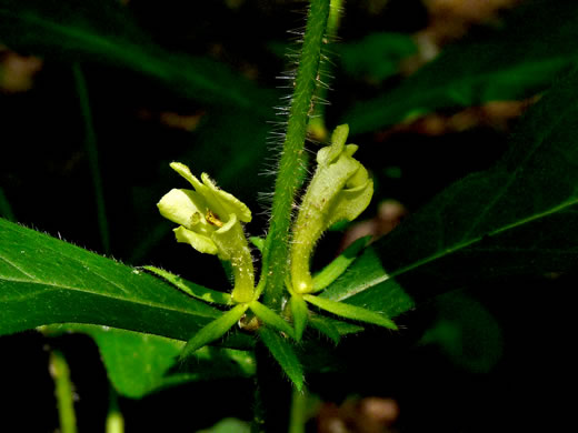 image of Triosteum angustifolium +, Yellowfruit Horse-gentian, Lesser Horse-gentian