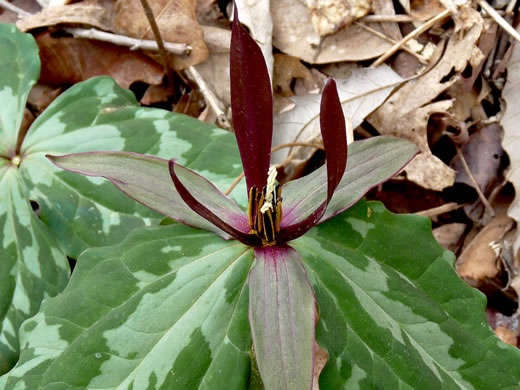 image of Trillium species 3, Lookout Mountain Trillium, Ruby Falls Trillium, Freeman's Trillium