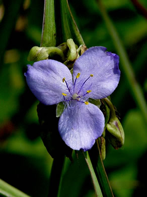 image of Tradescantia ohiensis, Smooth Spiderwort, Ohio Spiderwort