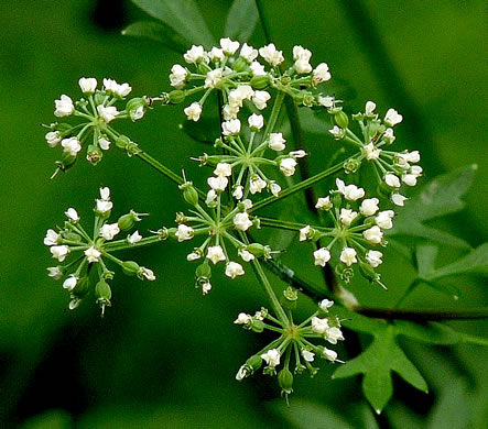 image of Thaspium pinnatifidum, Cutleaf Meadow-parsnip