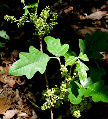 image of Toxicodendron pubescens, Poison Oak, Southeastern Poison Oak