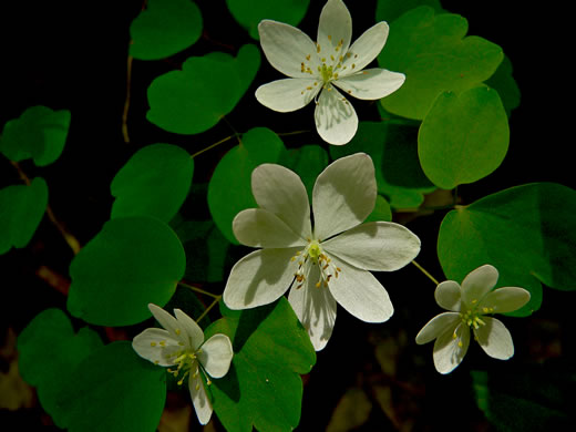 image of Thalictrum thalictroides, Windflower, Rue-anemone