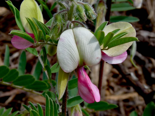 image of Tephrosia virginiana, Virginia Goat's Rue, Devil's Shoestrings