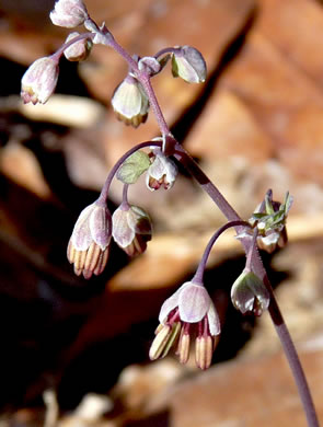 image of Thalictrum debile, Trailing Meadowrue