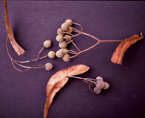 image of Tilia americana var. heterophylla, Mountain Basswood, White Basswood