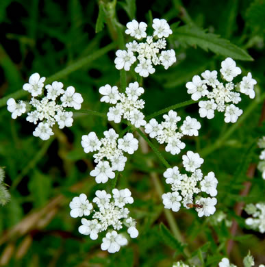 image of Torilis helvetica, Spreading Hedge-parsley, Spreading Bur-parsley, Field Hedge-parsley