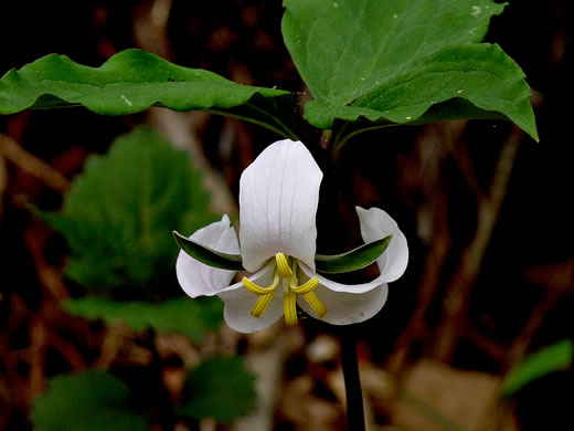 image of Trillium catesbyi, Catesby's Trillium, Rosy Wake-robin, Bashful Trillium, Rose Trillium