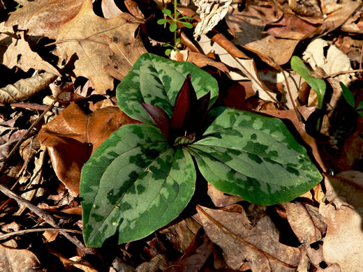 image of Trillium decumbens, Decumbent Trillium, Trailing Trillium