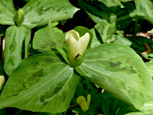 image of Trillium discolor, Pale Yellow Trillium, Faded Trillium, Small Yellow Toadshade, Savannah River Trillium