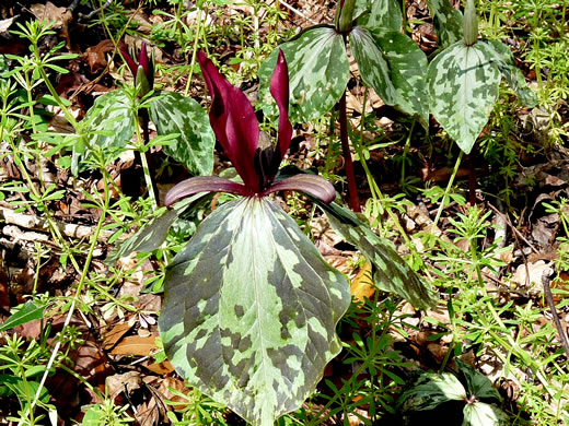 image of Trillium maculatum, Mottled Trillium, Spotted Trillium