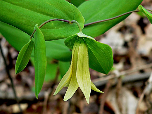 image of Uvularia perfoliata, Perfoliate Bellwort