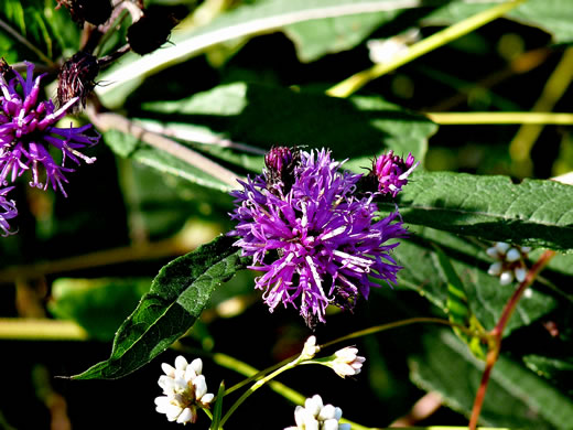 image of Vernonia noveboracensis, New York Ironweed