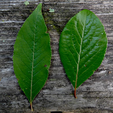 image of Viburnum rufidulum, Rusty Blackhaw, Blue Haw, Southern Blackhaw, Rusty Haw