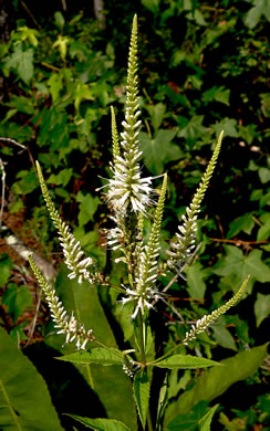 image of Veronicastrum virginicum, Culver's-root, Culver's-physic