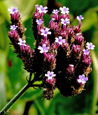 image of Verbena bonariensis, Purpletop Vervain, Tall Vervain