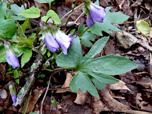 image of Viola palmata var. palmata, Wood Violet, Southern Three-lobed Violet