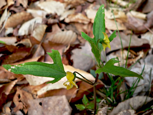 image of Viola tripartita, Threepart Violet, Three-parted Yellow Violet