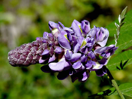 image of Wisteria frutescens var. frutescens, American Wisteria, Swamp Wisteria, Atlantic Wisteria