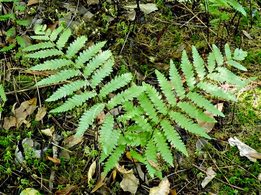 image of Anchistea virginica, Virginia Chain-fern