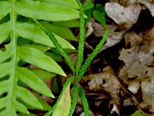 image of Lorinseria areolata, Netted Chain-fern, Net-veined Chainfern