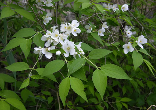 image of Philadelphus hirsutus, Hairy Mock-orange, Cumberland Mock-orange