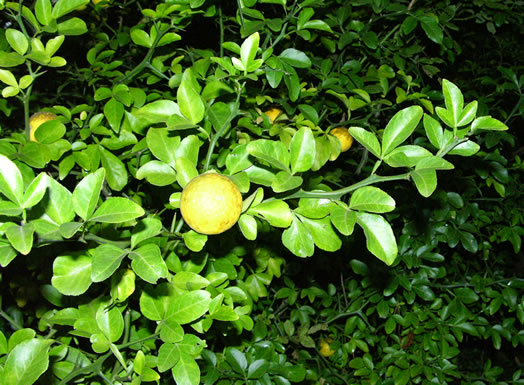 image of Citrus trifoliata, Trifoliate Orange, Hardy Orange