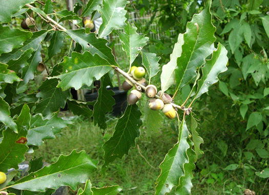 image of Quercus prinoides, Dwarf Chinquapin Oak