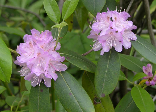 Gorge Rhododendron