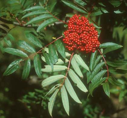 image of Sorbus americana, American Mountain-ash, American Rowan