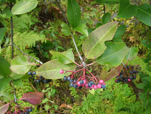 image of Viburnum cassinoides, Northern Wild Raisin, Witherod, Shonny Haw, Shawnee Haw