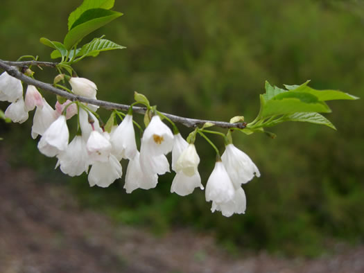 image of Halesia tetraptera var. tetraptera, Common Silverbell