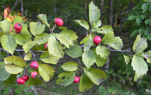 image of Crataegus aemula, Rome Hawthorn