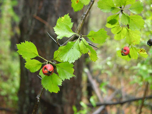 image of Crataegus dispar, Aiken Hawthorn