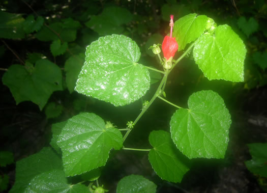 image of Malvaviscus drummondii, Wax Mallow, Turk's-cap Mallow