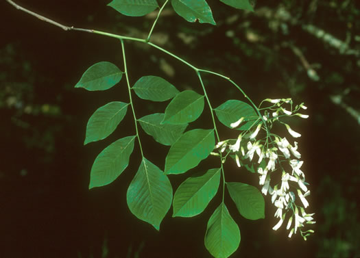 image of Cladrastis kentukea, Kentucky Yellowwood, Gopherwood