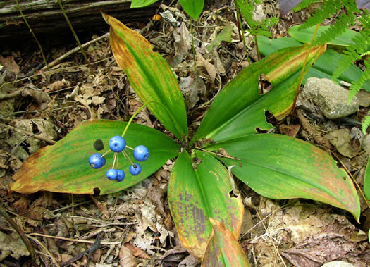 image of Clintonia umbellulata, Speckled Wood-lily, White Clintonia